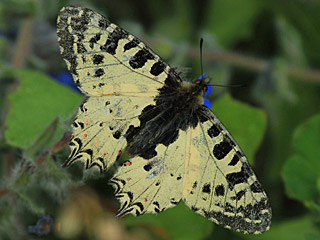 stlicher Osterluzeifalter Allancastria cerisy, Eastern Festoon, Balkan-Osterluzeifalter, A. cerisy