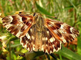 Gr�nlicher Dickkopffalter Ziestfalter Carcharodus lavatherae Marbled Skipper