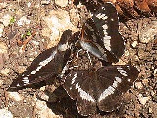 Limenitis camilla Kleiner Eisvogel White Admiral