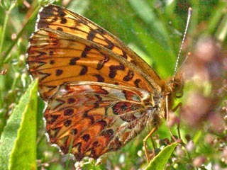 Natterwurz-Perlmutterfalter  Boloria titania