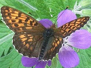 Alpen-Perlmutterfalter Boloria (Clossiana) thore Thor's Fritillary