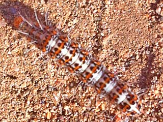 Punktbr Grassteppenschnbr Utetheisa pulchella Crimson-speckled Moth