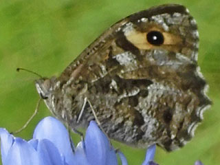 Hipparchia maderensis