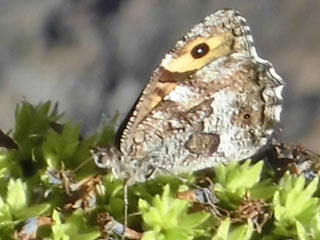 Hipparchia maderensis