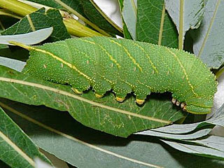 Pappelschwärmer Laothoe populi Poplar Hawk-moth