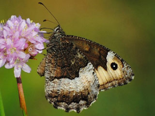 Groer  Kleiner Walliser Waldportier Hipparchia fagi alcyone genava Woodland Grayling  Rock Grayling Lesser Woodland Grayling