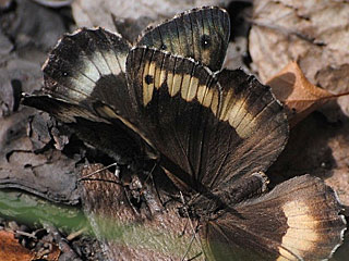 Groer  Kleiner Walliser Waldportier Hipparchia fagi alcyone genava Woodland Grayling  Rock Grayling Lesser Woodland Grayling