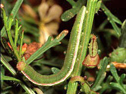 Euchloe  hesperidum   bzw.  Euchloe belemia hesperidum