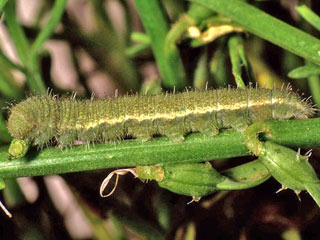 Euchloe (Elphinstonia) charlonia Green Black-Tip