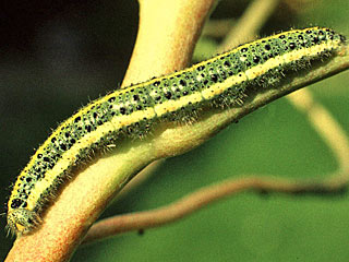 Kanaren-Weiling Pieris cheiranthi Canary Islands Large White