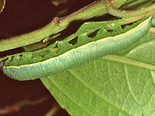 La Palma-Zitronenfalter Gonepteryx palmae