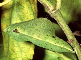 La Palma-Zitronenfalter Gonepteryx palmae