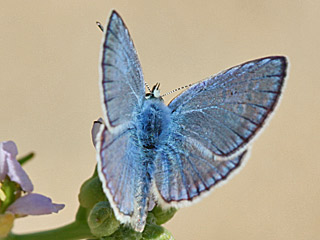 Polyommatus celina