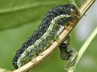 Kohleule Mamestra brassicae Cabbage Moth