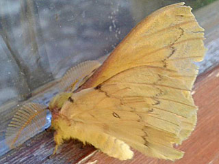 Saturnia caenigena  Autumn Emperor Moth   Perisomena
