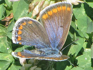 Polyommatus celina