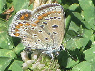 Polyommatus celina