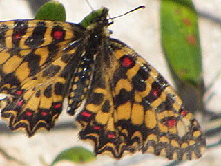 Spanischer Osterluzeifalter Zerynthia rumina Spanish Festoon