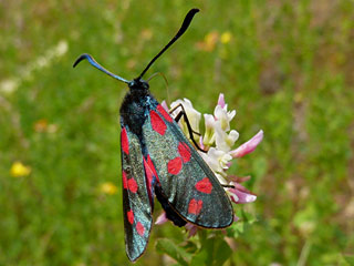 Sechsfleck-Widderchen Zygaena filipendulae Six-spot Burnet