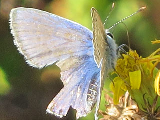 Polyommatus celina