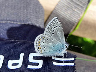 Polyommatus eros  Eros-Bläuling  Eros Blue