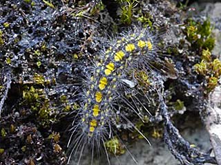  Setina irrorella Trockenrasen-Flechtenbrchen Steinflechtenbr  Dew Moth