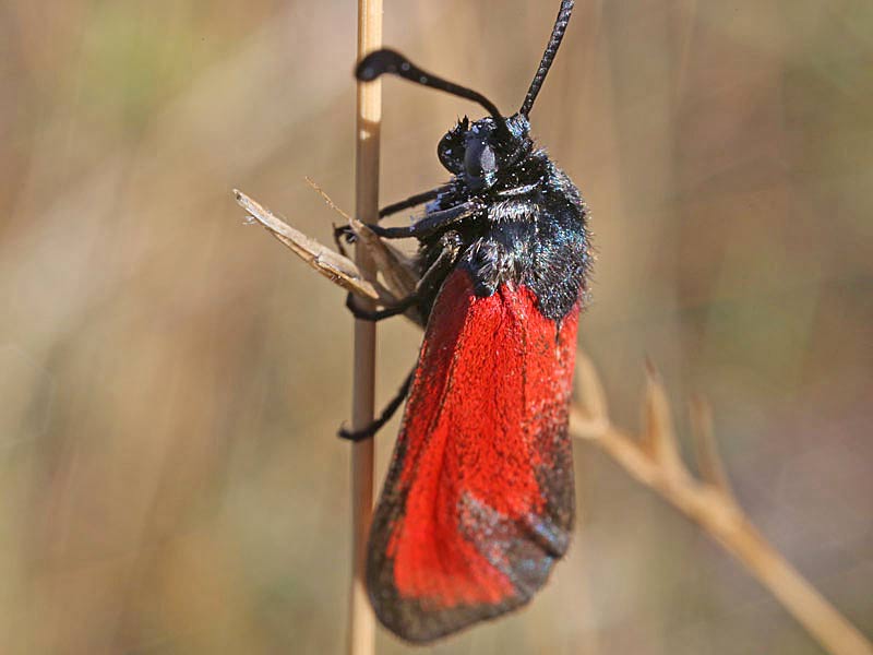 Zygaena erythrus