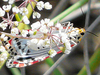 Punktbr Grassteppenschnbr Utetheisa pulchella Crimson-speckled Moth