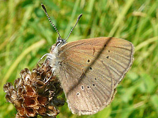 Dunkler Wiesenknopf-Ameisenbluling Glaucopsyche (Maculinea) nausithous Dusky Large Blue