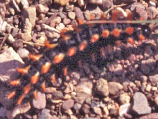 Zerynthia cretica Cretan Eastern Festoon