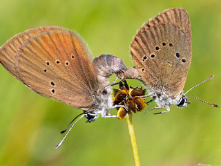 Dunkler Wiesenknopf-Ameisenbluling Glaucopsyche (Maculinea) nausithous Dusky Large Blue