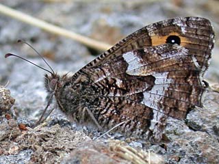 Hipparchia maderensis