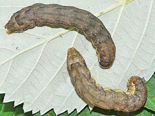 Kohleule Mamestra brassicae Cabbage Moth