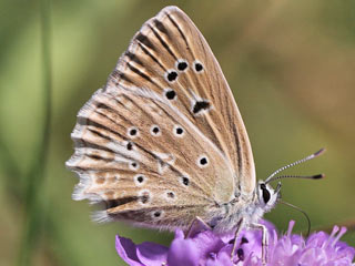 Zahnflgel-Bluling Polyommatus (Meleageria) daphnis Meleager's Blue