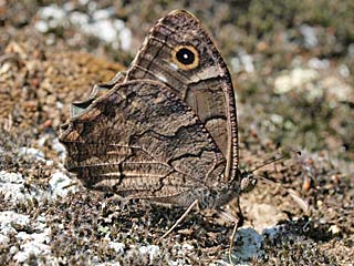 Hipparchia fatua  Freyer's Grayling