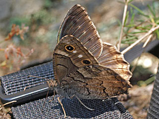Hipparchia fatua  Freyer's Grayling