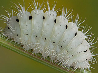 Thymian-WRaupe Bibernell-Widderchen Zygaena minos Transparent Burnet