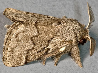 Weidornspinner Trichiura crataegi Pale Eggar