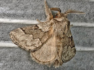 Weidornspinner Trichiura crataegi Pale Eggar
