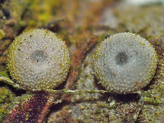 Eier Pflaumen-Zipfelfalter Satyrium pruni Black Hairstreak 