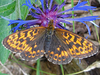 Boloria thore  Alpen-Perlmutterfalter  Thor's Fritillary