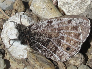 Gletscherfalter Oeneis glacialis Alpine Grayling