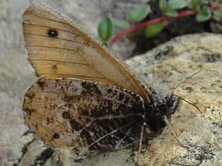Gletscherfalter Oeneis glacialis Alpine Grayling