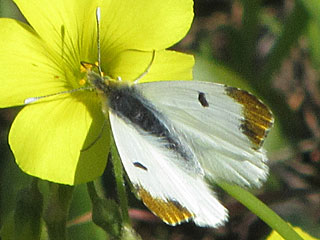 Marokkanisher  Aurorafalter  Anthocharis belia