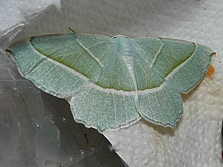 Campaea margaritata Light Emerald Perlglanzspanner