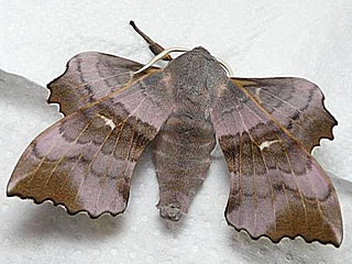  Pappelschwärmer Laothoe populi Poplar Hawk-moth