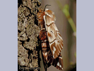 Birkenspinner Endromis versicolora Kentish Glory