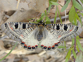 Osterluzei-Apollo Archon apollinus False Apollo