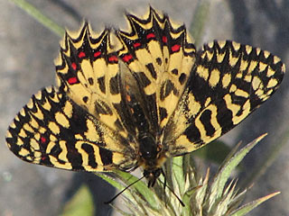 Spanischer Osterluzeifalter Zerynthia rumina Spanish Festoon