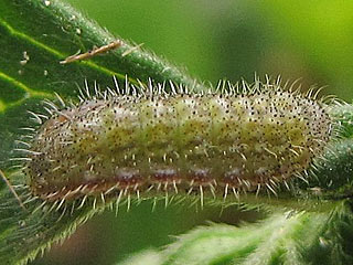 Storchschnabel-Bläuling Polyommatus (Aricia) eumedon Geranium Argus